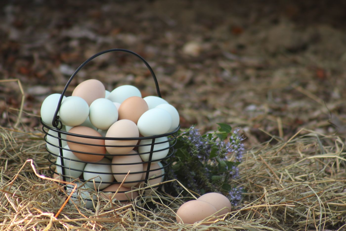 Fresh farm eggs arranged in a wire basket on hay