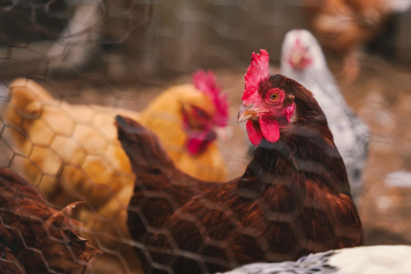 Healthy brown and white hens inside a farm enclosure